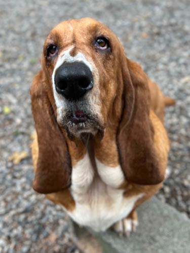 are basset hounds good with chickens