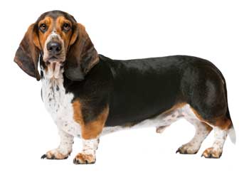 Basset Hound