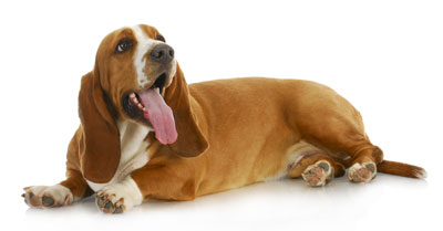 Learn how to adopt a basset hound from BHRG
