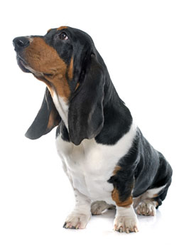 Learn about basset hounds from BHRG