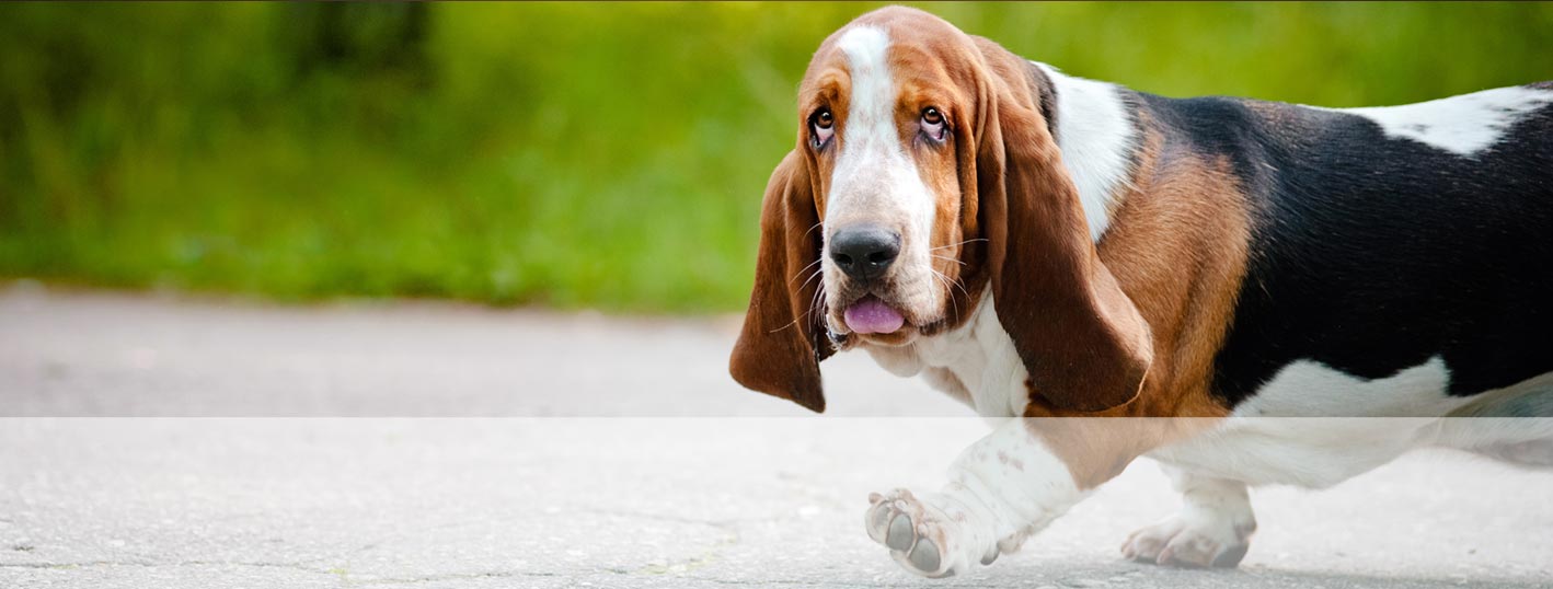 Basset Hound Rescue of Georgia, Inc. has rescued more than 3,000 Basset Hounds saved since 1991